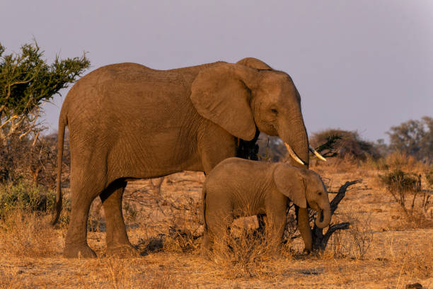 istock Elephants in Mashatu Game Reserve 1412266990