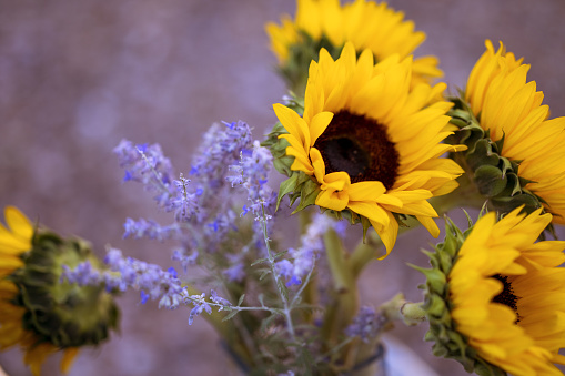 Bright yellow sunflowers and purple sage create a dreamy, impressionistic mix of colors.