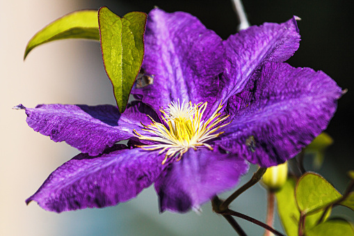 Single common columbine flower in bloom