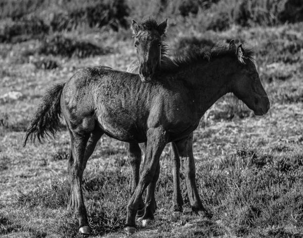 istock Wild horses in the Bobia 1412269053
