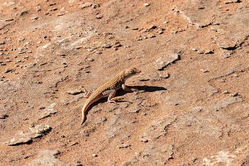 shovel-snouted lizard, Meroles anchietae, orange lizard in the sand in Namibia
