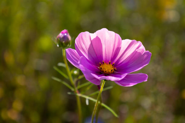The Cosmos flower also known as the Mexican Aster is a flower with purple petals and yellow stamens and pistil.