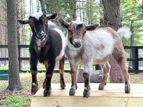Two funny miniature goats looking at camera