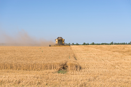 Combine harvester harvests wheat in a wheat field