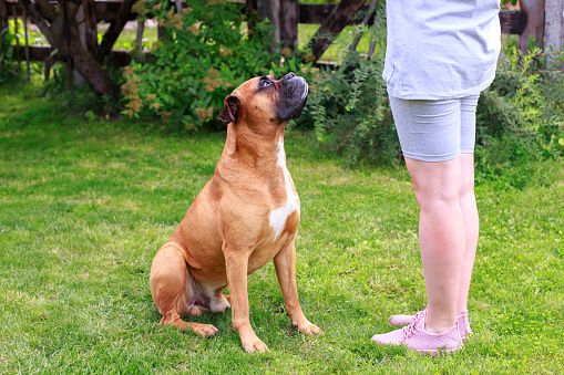 german boxer dog looking up at woman