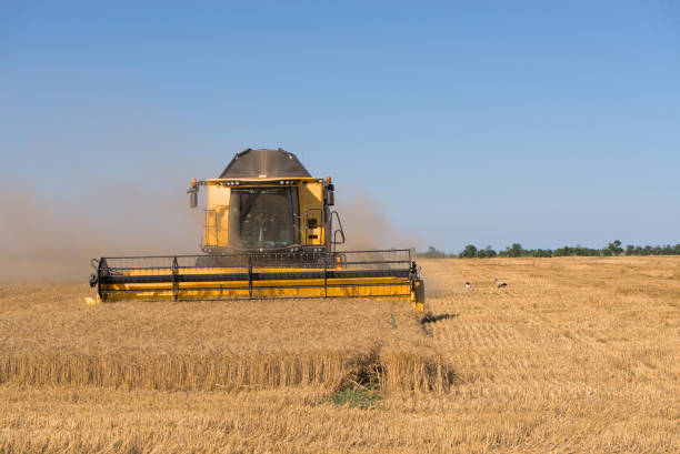 istock Combine harvester harvests wheat in a wheat field 1412271596