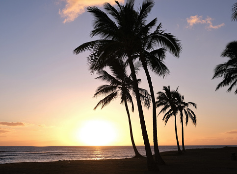 Coconut palm tree under blue sky