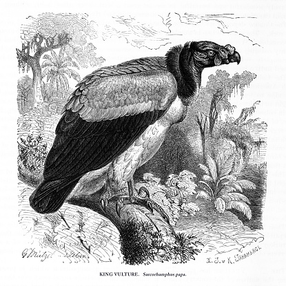 King Vulture, Bird, Antique American Engraving: Natural History, 1885. Source: Original edition from my own archives. Copyright has expired on this artwork. Digitally restored.