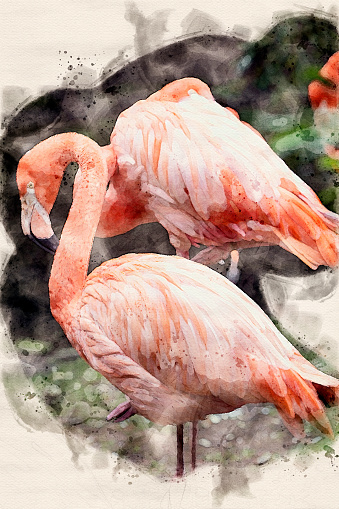 Watercolor painting of Flamingo wilde birds in nature