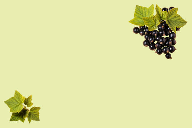 istock Fresh raw blackcurrant and leaves on a leaf. Copy space for text. Card. Recipe. Design. 1412274527