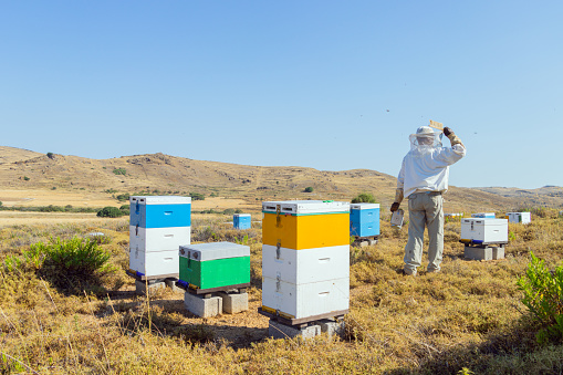 A Greek beekeeper is looking off into the distance while standing between his bee hive boxes. Image taken on Lemnos island. The bushes surrounding the boxes are Thyme.