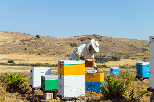 A Greek beekeeper is working with his hives to collect the honey. He is putting a honeycomb tray into a box. Image taken on Lemnos island. The bushes surrounding the boxes are Thyme.