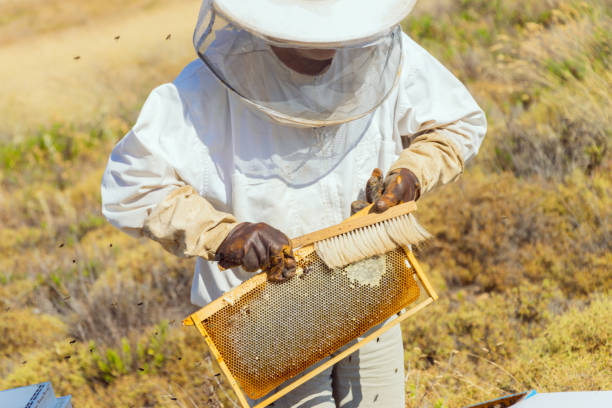 istock Beekeeping on Lemnos island in Greece 1412277478