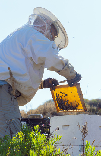 Person worker in beekeeper suit taking frame full of bees and honeycomb from beehive working with honey collecting removing. Apriculture sericulture concept in apriary in sunflwoers field.