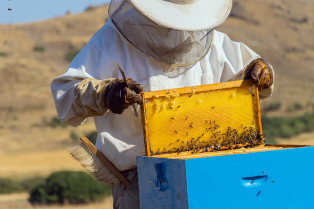 istock Beekeeping on Lemnos island in Greece 1412278021