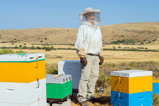 A Greek beekeeper is inspecting a hive before collecting the honey. He is taking a break; the protective clothing is very hot in the summer Greece sun. The bushes surrounding the boxes are Thyme.