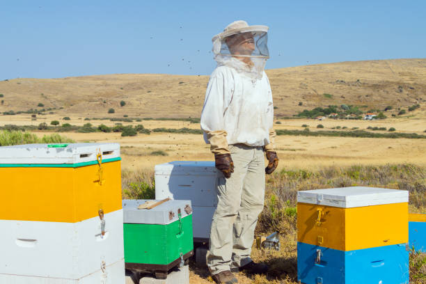 Beekeeping on Lemnos island in Greece stock photo