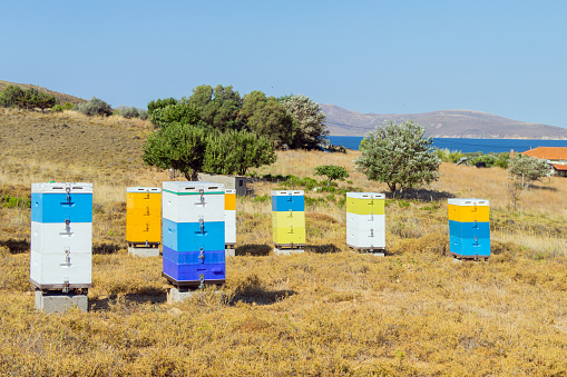 An apiary on the Greek island of Lemnos. Some of the bushes surrounding the boxes are Thyme. The water in the background is the Aegean Sea.