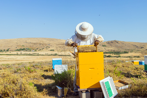 A Greek beekeeper is working with his hives to collect the honey. He is lifting a tray full of honeycomb out of the box. Image taken on Lemnos island. The bushes surrounding the boxes are Thyme.