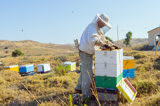 A Greek beekeeper is working with his hives to collect the honey. Image taken on Lemnos island. The bushes surrounding the boxes are Thyme.
