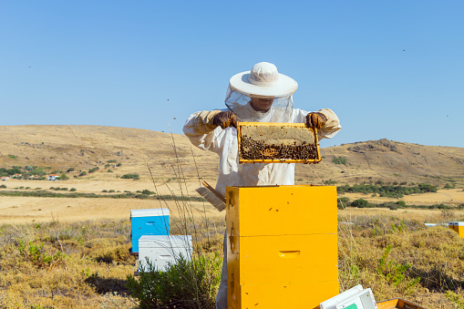 hardworking bees on honeycomb in apiary