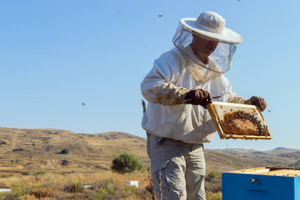 istock Beekeeping on Lemnos island in Greece 1412280409