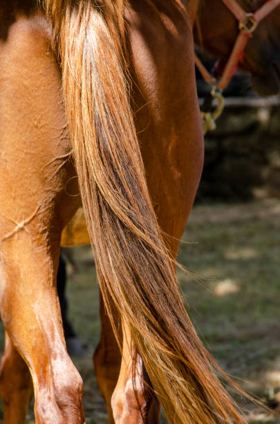 istock Detail of a horse's tail 1412281180