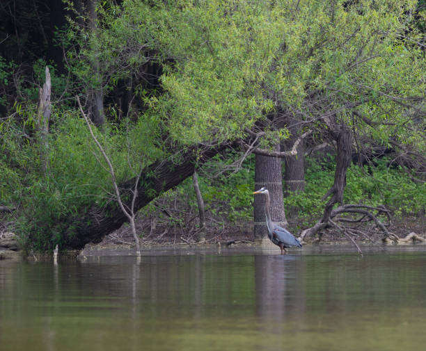 istock Early morning great blue heron out for a wade 1412282789