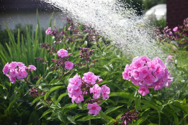 Watering phlox flowers in the garden in summer day