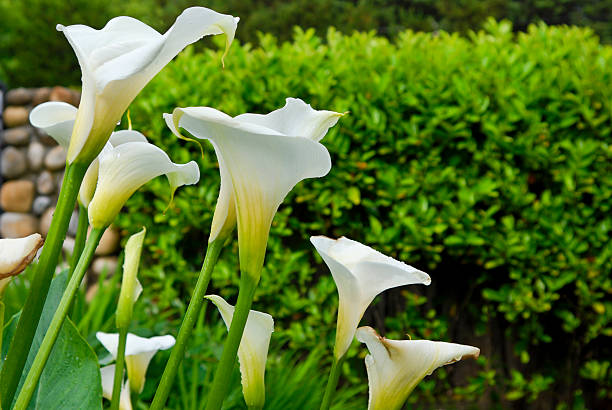 Garden of Calla Lilies stock photo