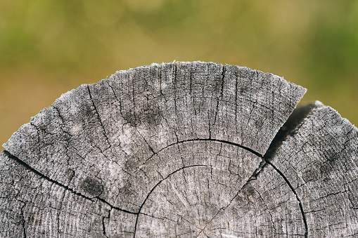 Closeup view of end cut wood tree section with cracks and annual rings. Natural organic texture with cracked and rough surface. Flat wooden surface. Round cut down tree. Close view of brown tree log.