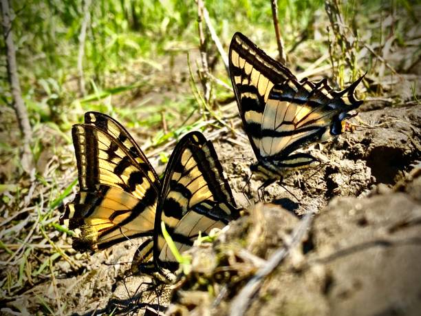 tre farfalle swallowtial tigre canadesi sulla riva del fiume. (papilio canadensis) - chicken friendship three animals color image foto e immagini stock