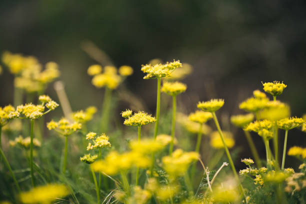 clump of yellow flowers of wild Fennel (Foeniculum vulgare) ioslated in a natural background