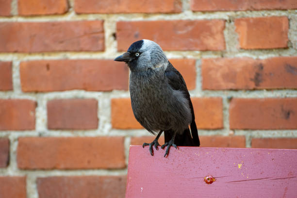 A jackdaw walks on a patch of grass covered with dry leaves, scanning the ground for food. Its glossy black and gray plumage contrasts with the earthy tones of the background. The bird's sharp gaze and alert posture highlight its intelligence and adaptability in urban and natural environments.