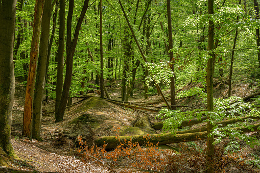 Hilly forest landscape with 