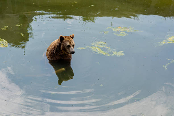 A coastal brown bear stands confidently in the flowing waters of Katmai National Park, observing its surroundings with calm focus.