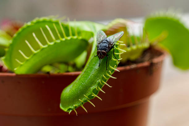 Mouth and teeth of the Albany Pitcher Plant with prey inside the pitcher