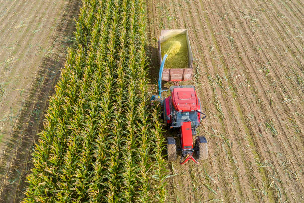 istock Corn Harvesting with Red Harvester Tractor from Above, Front View 1412290395