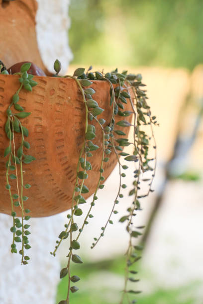 istock Beautiful Senecio Herreianus in clay pot 1412291530