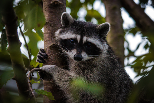 The raccoon is a medium-sized mammal native to North America. The raccoon is the largest of the procyonid family, having a body length of 40 to 70 cm and a body weight of 5 to 26 kg. Its grayish coat mostly consists of dense underfur which insulates it against cold weather. Three of the raccoon's most distinctive features are its extremely dexterous front paws, its facial mask, and its ringed tail, which are themes in the mythologies of the indigenous peoples of the Americas.