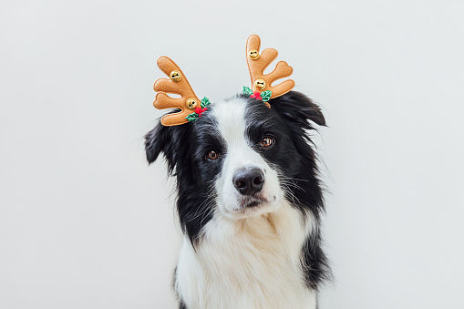 Funny portrait of cute puppy dog border collie wearing Christmas costume deer horns hat isolated on white background. Preparation for holiday. Happy Merry Christmas concept