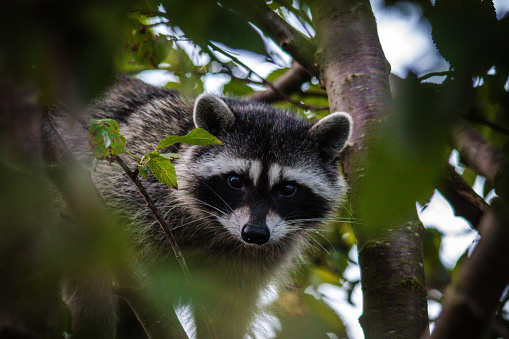 The raccoon is a medium-sized mammal native to North America. The raccoon is the largest of the procyonid family, having a body length of 40 to 70 cm and a body weight of 5 to 26 kg. Its grayish coat mostly consists of dense underfur which insulates it against cold weather. Three of the raccoon's most distinctive features are its extremely dexterous front paws, its facial mask, and its ringed tail, which are themes in the mythologies of the indigenous peoples of the Americas.