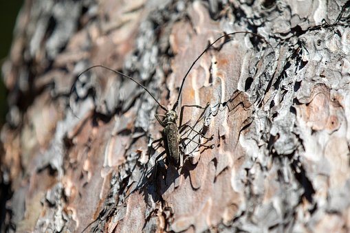 A white-spotted sawyer on a red cedar tree trunk