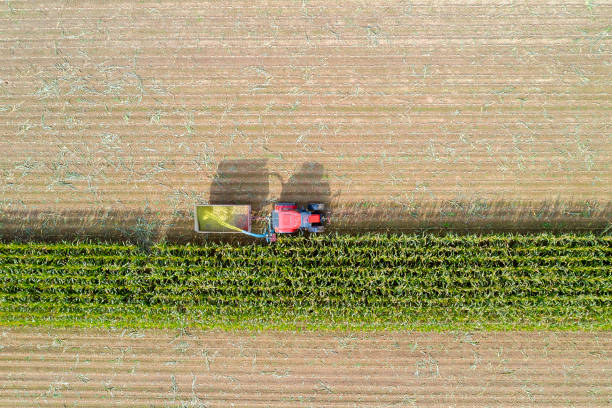 istock Corn Harvesting with Harvester Tractor, Aerial View 1412296940