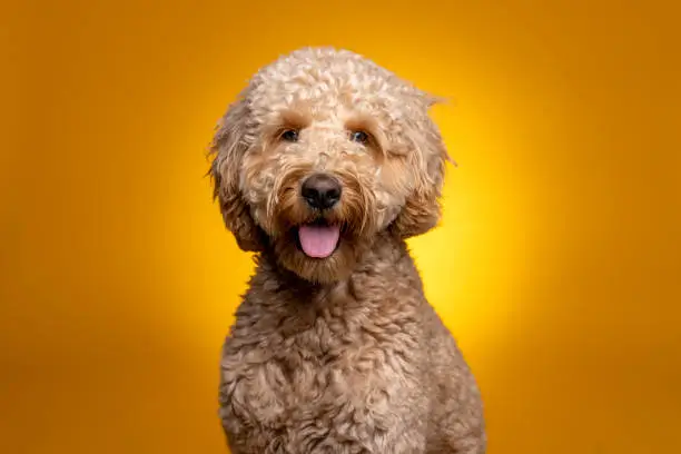 High quality stock photos of a Goldendoodle on a gold colored background.