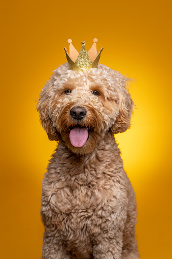 High quality stock photos of a Goldendoodle on a gold colored background.