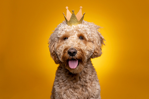 High quality stock photos of a Goldendoodle on a gold colored background.
