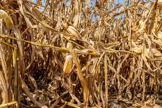 istock Cornfield with cornstalks broken above ear. Greensnap, brittle snap, wind damage and corn plant injury concept 1412298615
