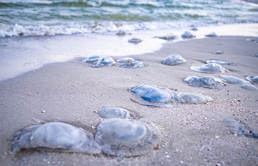 A large number of dead nasty jellyfish lie on the sandy shore strewn with jellyfish, lined with cold sea blue water on a warm evening windy evening on the Azav Sea