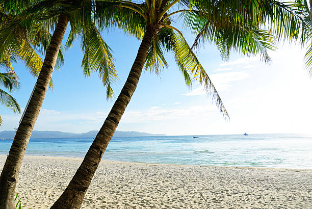 istock Idyllic Island Coconut Coast 141230202